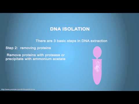 DNA ISOLATION - Simple Animated Tutorial