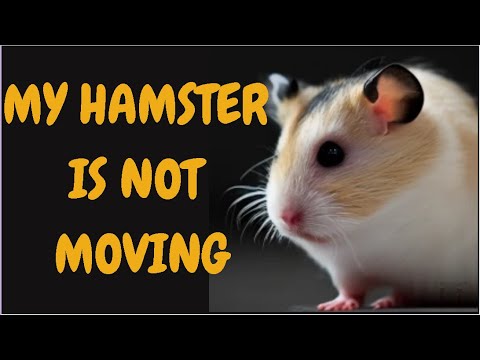 My Hamster Is Not Moving