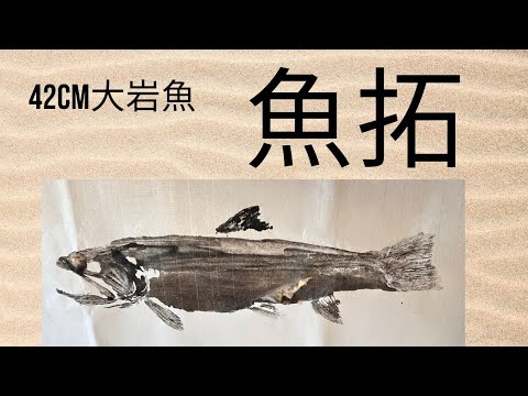 岩魚42cm魚拓作り