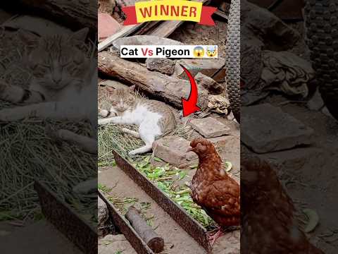 Pigeon VS Cat Dosti Ho Gya 😍🤯 || Kabutar ki video || #pigeon #vs #kabutarbazi #cat #magic #shorts