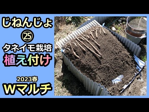 【楽々】自然薯ななめ栽培 ㉕種芋栽培の植え付け Wマルチ 2023春