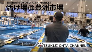 IKEBA@Toyosu Market / 活け場＠豊洲市場【TSUKIJI OHTA CHANNEL vol.2 / 築地太田チャンネル vol.2】