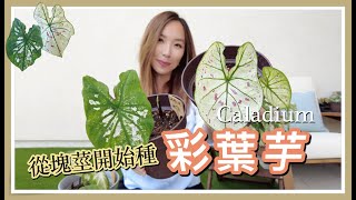 植物界時尚大師彩葉芋，從塊莖開始種！｜徐豫御姊愛