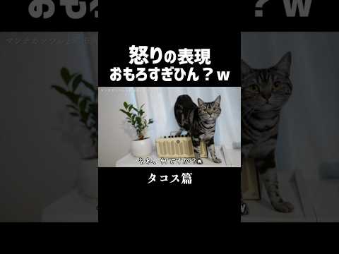 怒りの表現おもろすぎひん？w #shorts #猫と料理