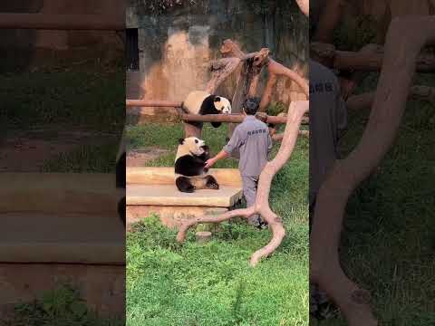 顔でブレーキ？！重慶動物園の双子パンダ渝可と渝愛。兄渝可にりんごを与える飼育員に、急いで駆けつけた妹の渝愛！キャアー！「私のりんご、待って！顔が痛い…けど、やっぱりりんごが大好き！」 #パンダ