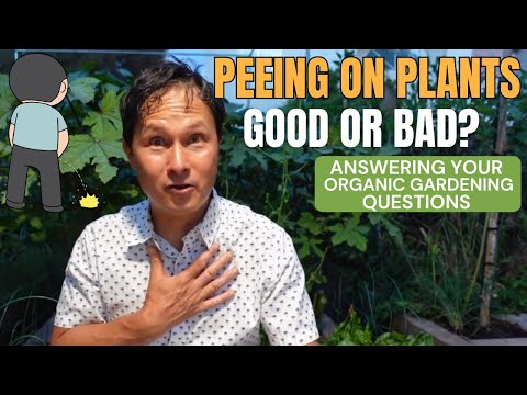 Is Peeing on Plants Good or Bad? Your Gardening Questions Answered