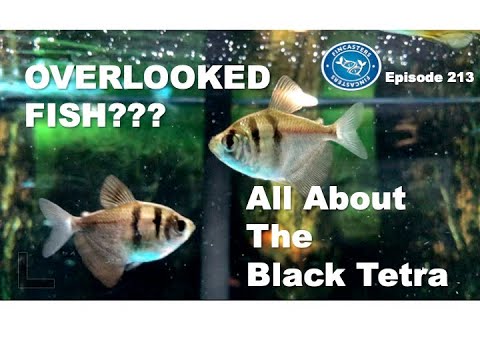 All About the Black Tetra in your Aquarium