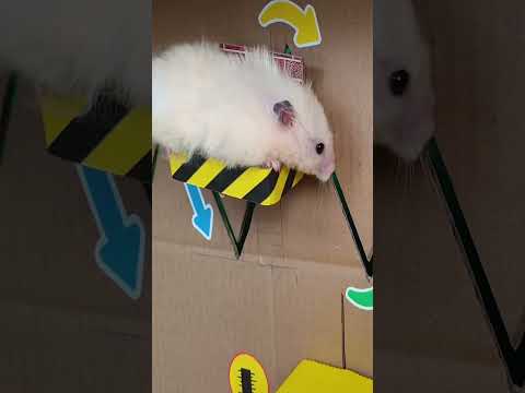 Hamster escapes the maze Part 6 #shorts