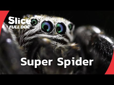 Fear vs. Fascination: Exploring the Incredible Abilities of Spiders | FULL DOCUMENTARY