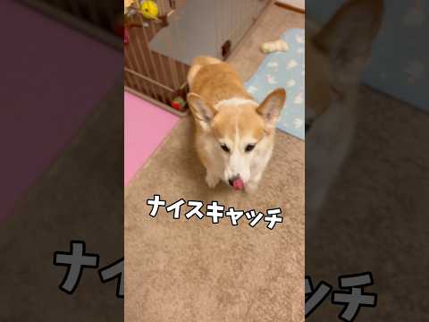 食べ物には目がないぱんちゃんでございます🐶#コーギー #犬動画 #ウェルシュコーギー #わんこ動画 #いぬのいる生活 #いぬとの暮らし #コーギー大好き #わんこ #わんことの暮らし #コーギー犬