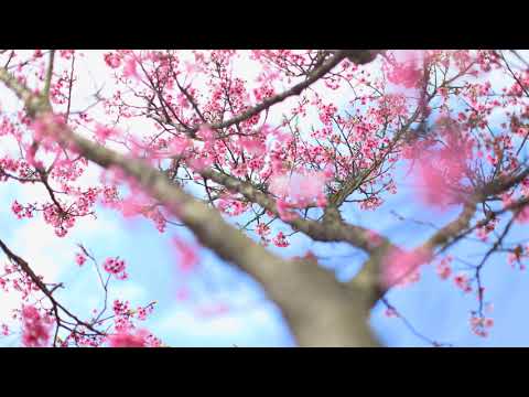 台湾台北、陽明山、レーン42平京街、満開の桜(JEFF 4K video) Lane 42, Pingjing Street, Yangmingshan Cherry Blossom#jeff0007