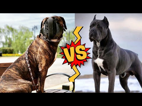 Bandog VS Cane Corso | Cane Corso vs Bandog fight | dog breed comparison