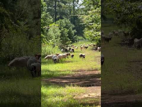 Goats Clearing the Path