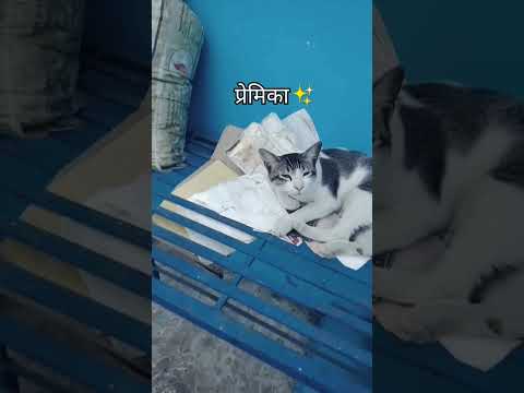 Premika ne pyar se #premika #shortsviral  #ashortaday #cat #viralcat #shorts