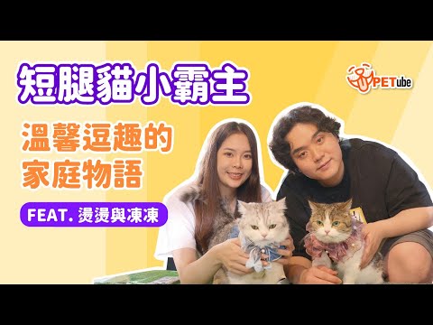 短腿貓小霸主👑溫馨逗趣的家庭物語🏠FEAT.燙燙與凍凍【封面故事】｜#哈寵PETube 第296集