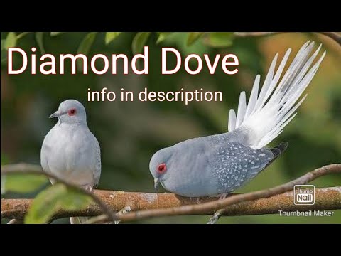 My lovely pair of Diamond Dove ( Info in description⬇️ )