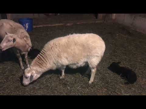 One day old baby lambs