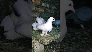 2 months old fantail pigeon#shorts #pigeonphotography