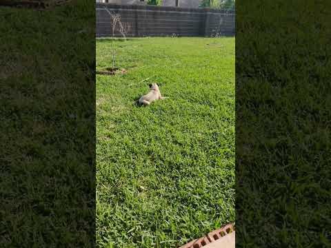 When you get wet and don't have a towel, so you use the next best thing: grass #Pugs #Sushi