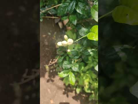 #youtube #short | Double petal Mogra | Arabian Jasmine #mogra #jasmine