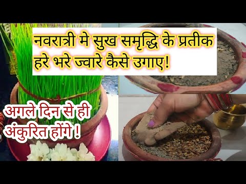 15 अक्टूबर 2023 , नवरात्री मे हरे भरे ज्वारे कैसे उगाए!सरल विधि | Navratri mein jawra kaie ugaye |