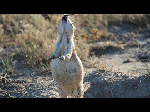 Prairie Dog Town on Buckhorn Trail, Teddy Roosevelt National Park North Branch, September 5, 2024