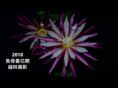 2018魚骨曇花開縮時攝影