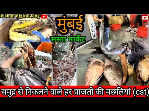 Mumbai Holsel macchli Market।। Mumbai ke sabse sasta Macchli Market Mumbai fish market