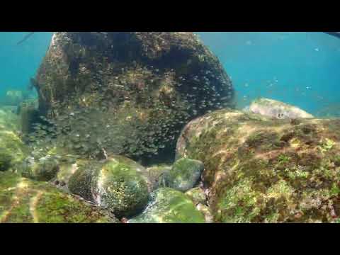 【ダイビング】懸命に生きる小さな魚 in 伊豆海洋公園