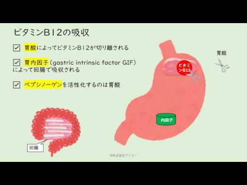 【分子栄養学の基礎知識】ビタミンB12の吸収について