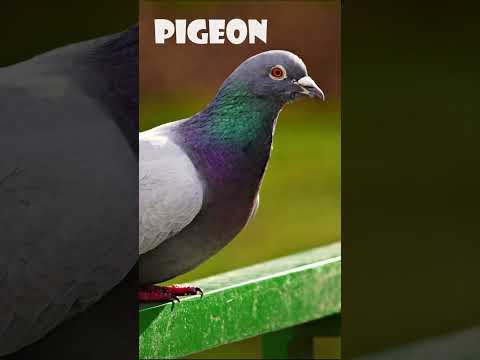 Birds Name | Educational Video for Kids | Let's Learn Names of Birds with real images |  #shorts