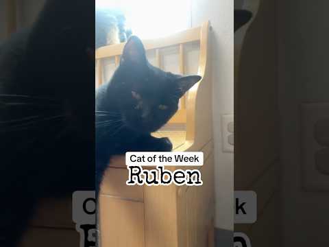 Help Ruben find his forever BFF! 👹❤️ #cats #catsoftiktok #corpuschristi #adoptablecat #blackcat