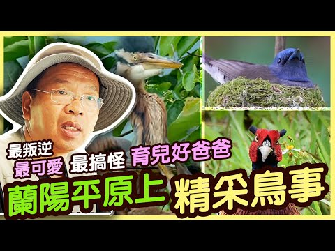 【宜蘭】春夏時節 蘭陽平原上的精采鳥事|美麗心台灣(428)