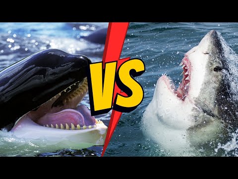 Great White Shark vs Orca | Who Dominates the Waves?