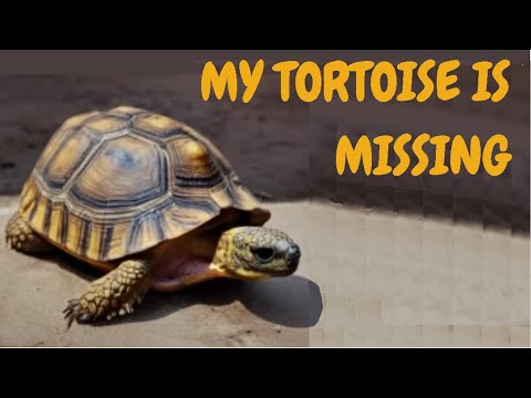 My Tortoise is Missing: What to Do and How to Find Your Lost Pet