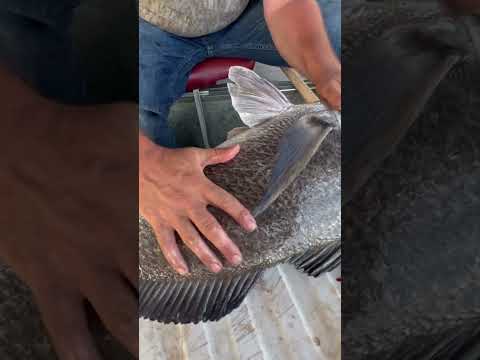 Hilton head black drum