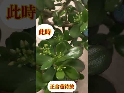 #money#money tree#jade plant#blossom #flower#lucky