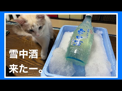 【雪中酒】福井のお土産に黒龍酒造のお酒をいっぱいもらいました♪