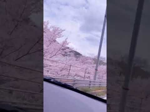 桜〜Cherry blossom〜🌸宇和島市吉田町　　全国の名所も綺麗ですが、やっぱり昔から見てきた桜が好き🌸宇和島市出身の方✨頑張っていきましょう✨