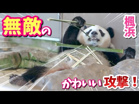 【アイドルパンダ楓浜】コロコロ大サービス🐼倒れても食べても可愛いが止まらない❗️