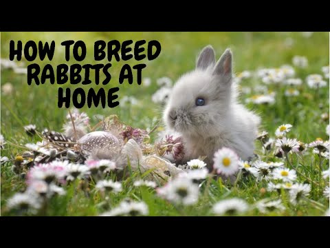 How To Breed Rabbits At Home