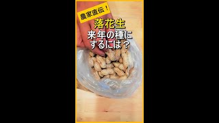 【落花生】収穫した落花生を来年の種にする方法【有機農家直伝！無農薬で育てる家庭菜園】　22/11/17　#shorts