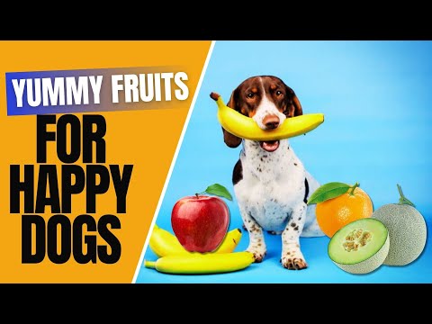 Best Fruits for Dogs to Eat