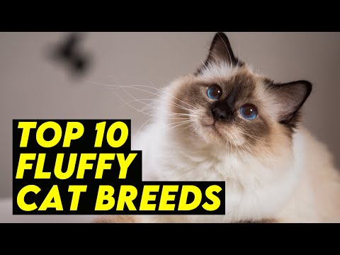 Top 10 Fluffy Cat Breeds: The Ultimate Snuggle Companions