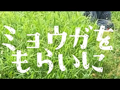 ミョウガをもらいに行く#無肥料 #家庭菜園