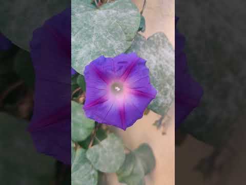 #youtube #short #morningglory | Morning Glory blooms | #Greenmeadows