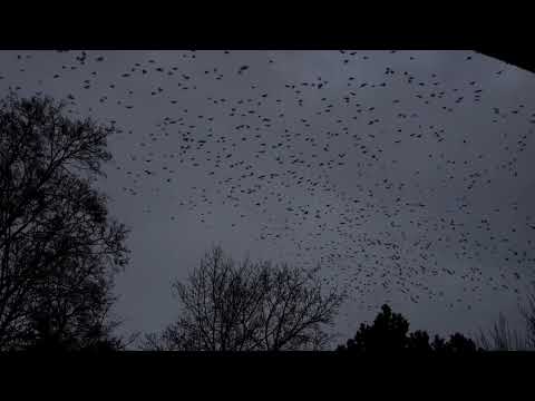 Alfred Hitchcock's scene every evening at my window