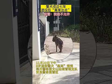 年邁退役緝毒犬“黑澤”戍邊7年退役後身體每況愈下，自感時日不多，悄悄拖著無力的後腿離家出走，被訓導員尋回。訓導員：決不允許它獨自離開！【真相記】