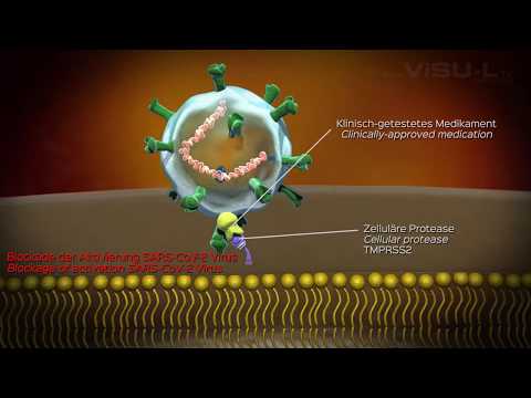 Den Zelleintritt von SARS-CoV-2 verhindern