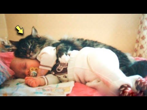 A cat became a hero after saving a three month old baby